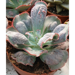 🪴 Succulent - 8