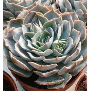 🪴 Succulent - 8