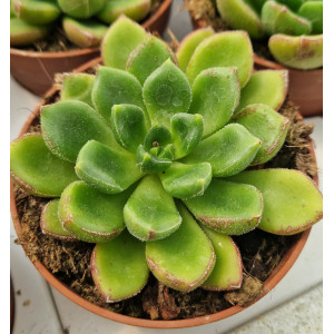 Succulent - 8