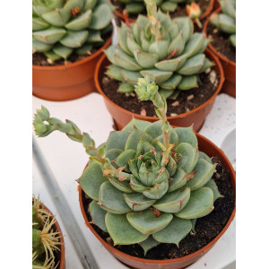 Suculenta Vaso 8