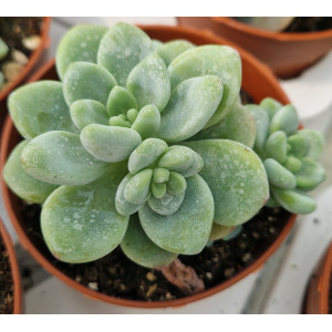 Suculenta Vaso 8