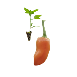 Piri-Piri Mini Cor de Laranja