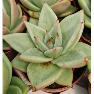 Suculenta Vaso 8