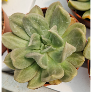Succulent - 8