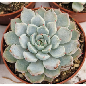Suculenta Vaso 8