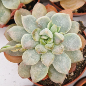 Suculenta Vaso 8