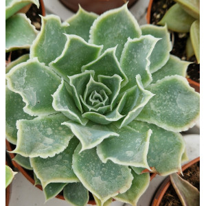 Succulent - 8
