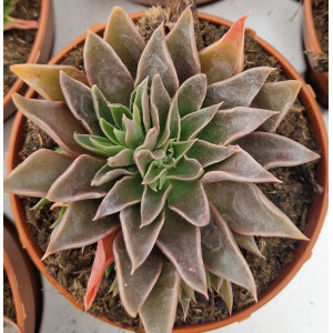 Suculenta - 8