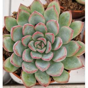 Suculenta Vaso 8