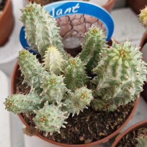 Suculenta Seleção Vaso 8