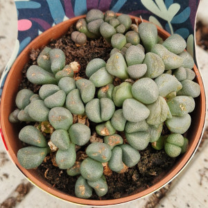Selection Succulent - 8