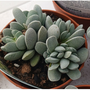 Selection Succulent - 8