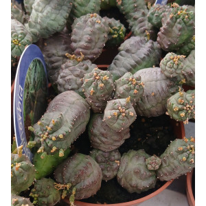 Selection Succulent - 8