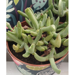 Selection Succulent - 8