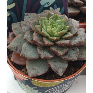 Selection Succulent - 8