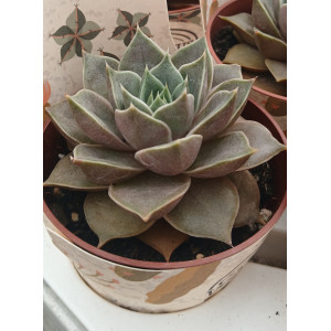 Suculenta Selección - 8