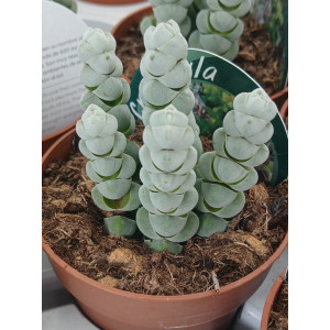 Selection Succulent - 8