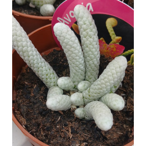 Selection Succulent - 8