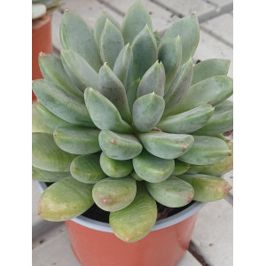 Suculenta Vaso 13