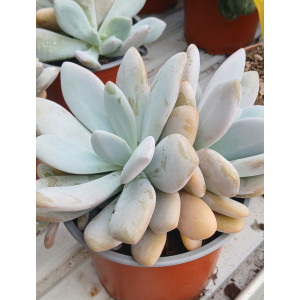 Suculenta Vaso 13