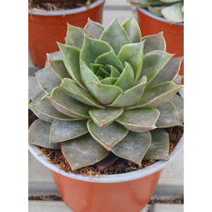 Succulent - 13