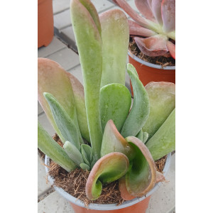 Suculenta Vaso 13