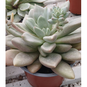 Suculenta Vaso 13