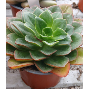 Suculenta Vaso 13