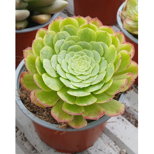 Suculenta Vaso 13