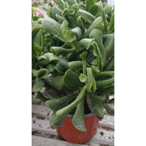 Suculenta Vaso 13