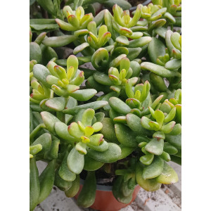 Succulent - 13