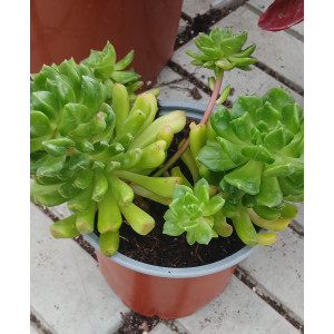 Succulent - 13