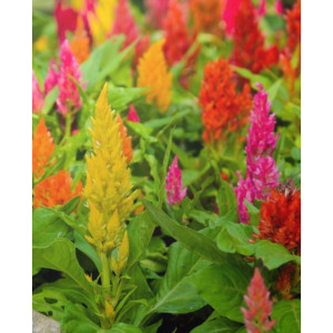Celosia