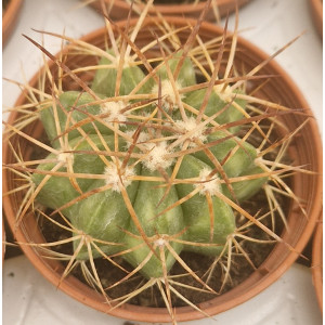 Cacto Vaso 5