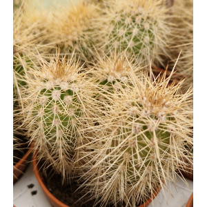 Cactus - 5