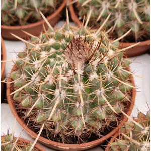 Cacto Vaso 5