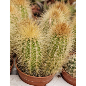 Cactus - 5