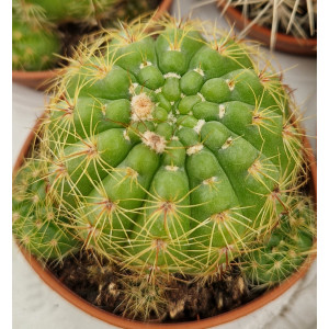 Cacto Vaso 5