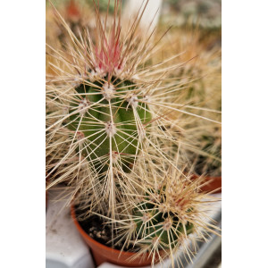 Cacto Vaso 5