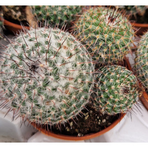 Cactus - 5