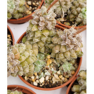 Suculenta Vaso 5