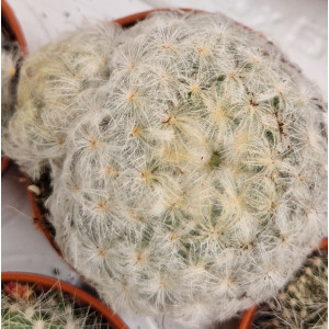 Cactus - 5