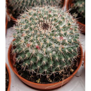 Cacto Vaso 5