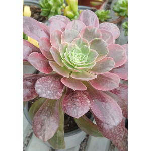 Selection Succulent - 13