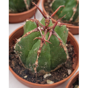 Cacto Vaso 5
