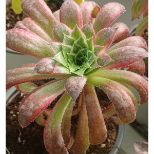 Selection Succulent - 13