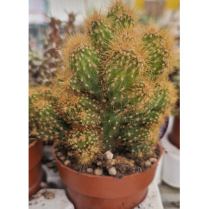 Cacto Vaso 8