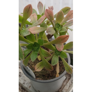 Selection Succulent - 13