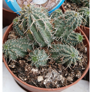 Cacto Vaso 8
