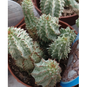 Cacto Vaso 8
